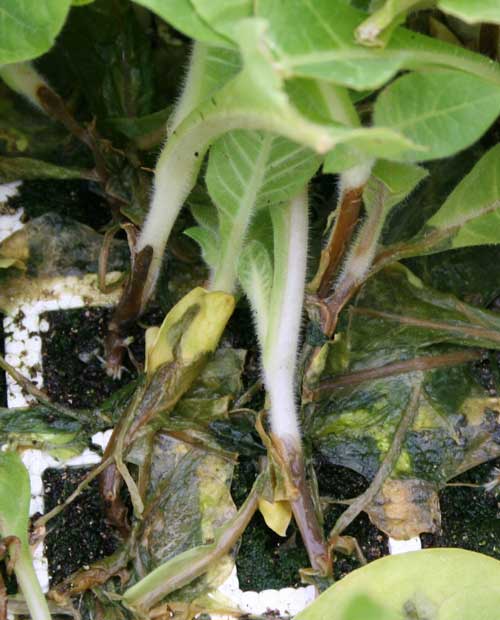 Черная ножка на петунии