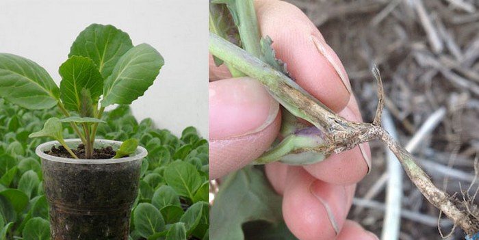 What are the leaves of cabbage seedlings become purple?