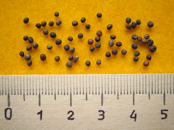 Preparation of seeds for sowing