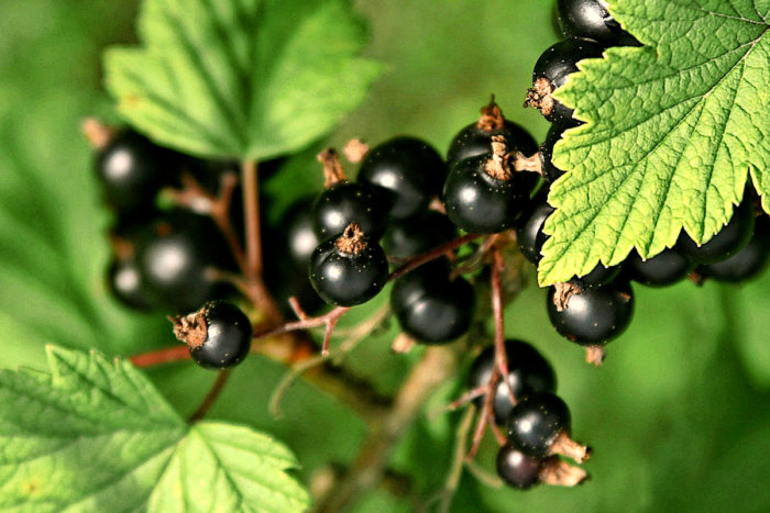 Berries on a healthy bush