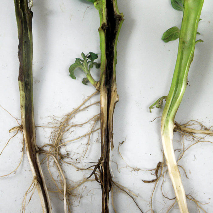 What to do with a black leg on the seedlings of cabbage?