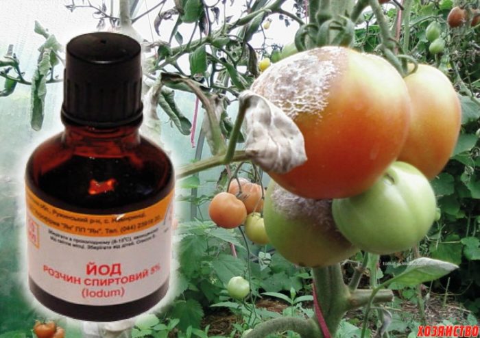 Treatment of tomato diseases with iodine