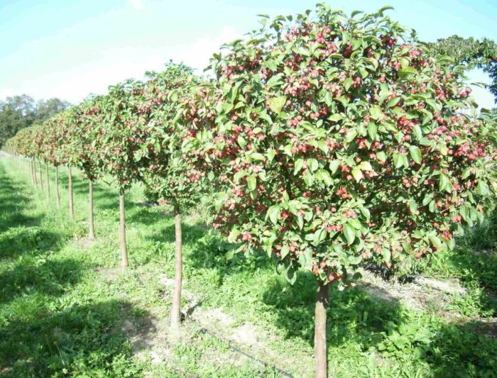 ряд яблонь с плодами, посаженных год назад весной