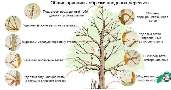 схема с рекомендациями по обрезке веток яблони в зависимости от их расположения и структуры