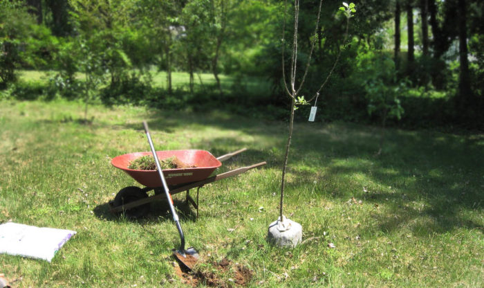 инструменты для посадки яблони весной на участке