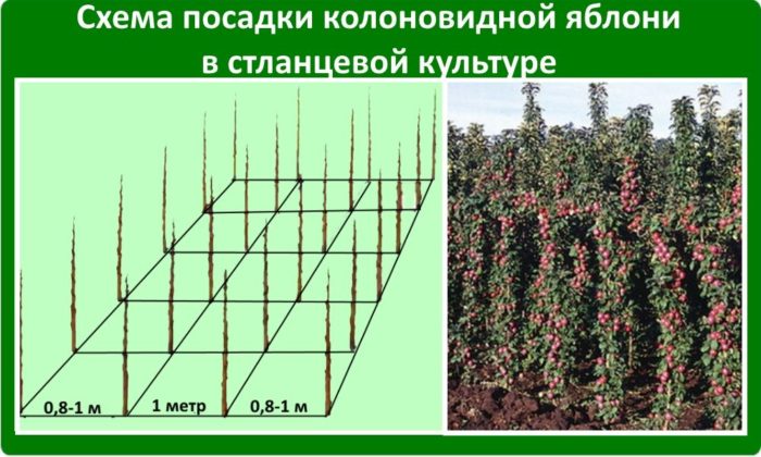 схема посадки саженцев колоновидной яблони с обознаечнием расстояний между деревьями