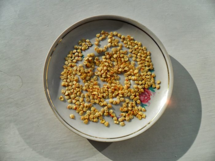 Sorting of pepper seeds
