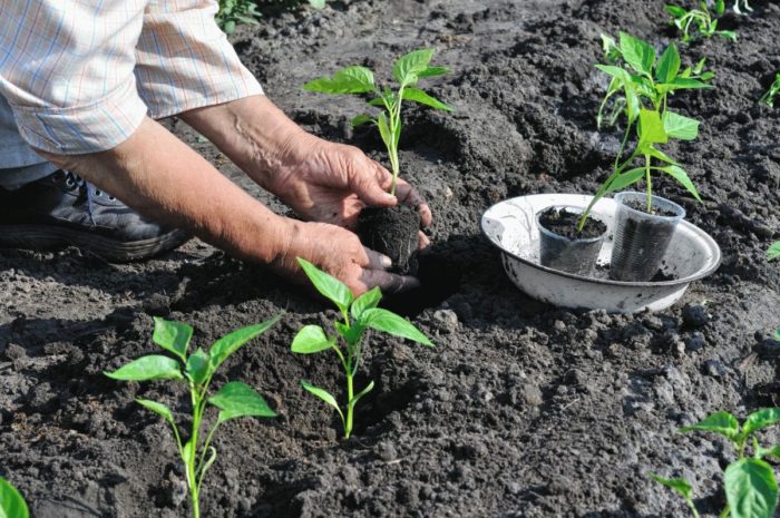 Planting the seedlings of Bulgarian pepper in open ground