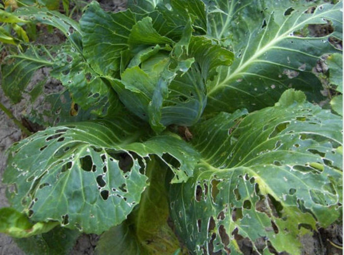 What to do if white spots and holes appear on the seedlings of cabbage?