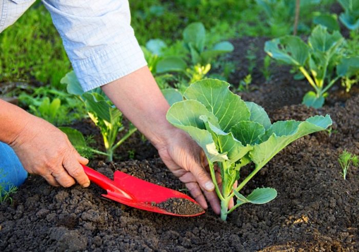 a woman feeds young cabbage in open ground