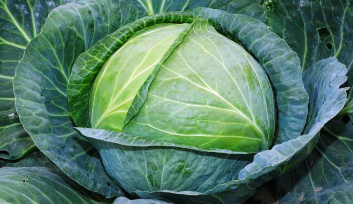 the large head of white cabbage is grown as a result of top dressing