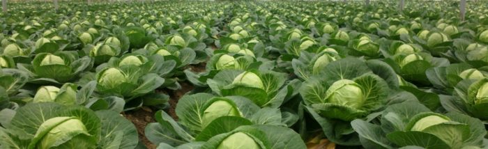 the field of ripening white cabbage, which was regularly fed by organic and mineral fertilizers