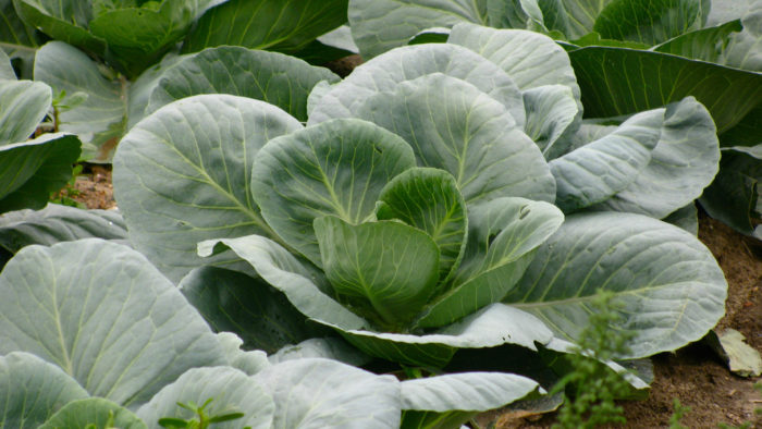 cabbage at the stage of forming a head of head needs additional top dressing