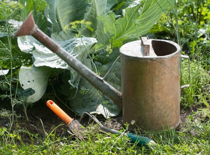 garden inventory for watering cabbage with liquid fertilizers