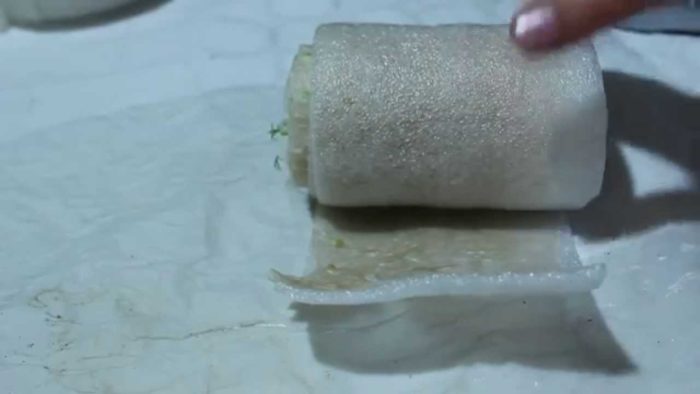 Как вырастить рассаду огурцов на туалетной бумаге?