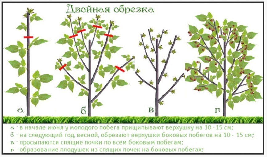 Уход за малиной ранней весной Уход за малиной ранней весной