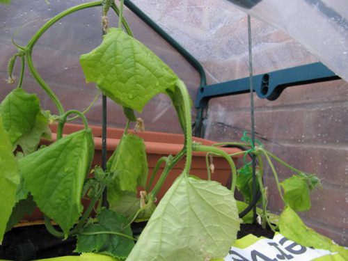 The leaves of seedlings wither