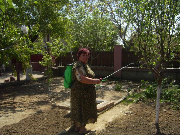 Spraying fruit trees after flowering