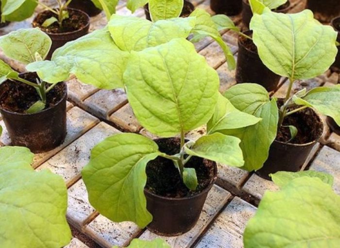 Поливайте рассаду со специальными удобрениями