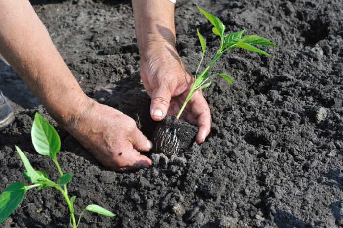 Planting of pepper seedlings in a greenhouse