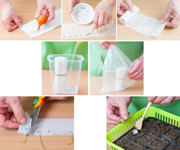 Семена на туалетной бумаге