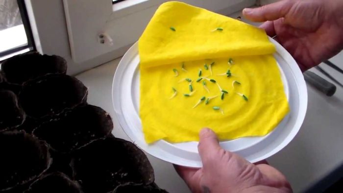 Подготовка и замачивание семян огурцов к посеву на рассаду