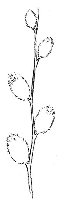 Рисуем ворсинки на бутонах