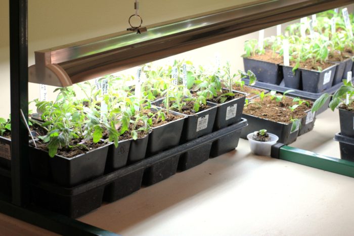 Highlighting seedlings