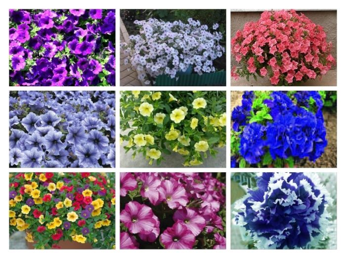 Петуния после удобрения будет радовать замечательным цветением