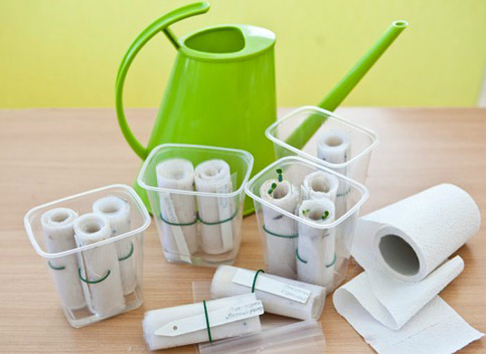 Method number 1 planting pepper on toilet paper