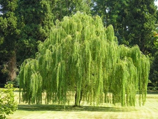 Salix-babylonica1-520x390