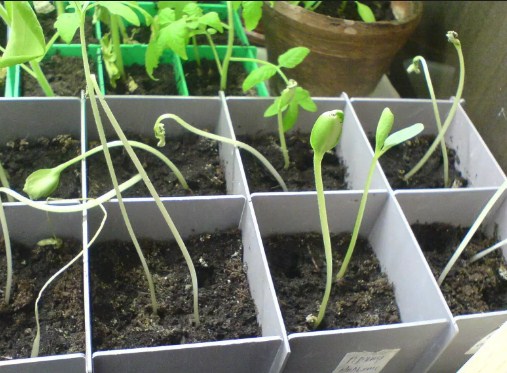Seedlings may stretch due to high temperature in the room
