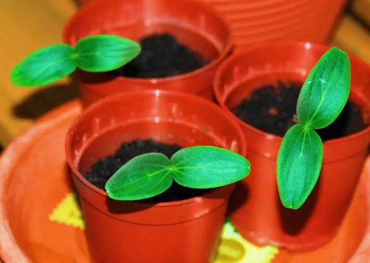 The reason for the drying of the legs is