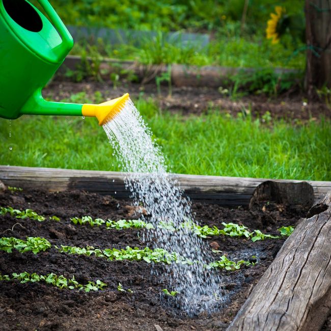 Watering in a small seedling