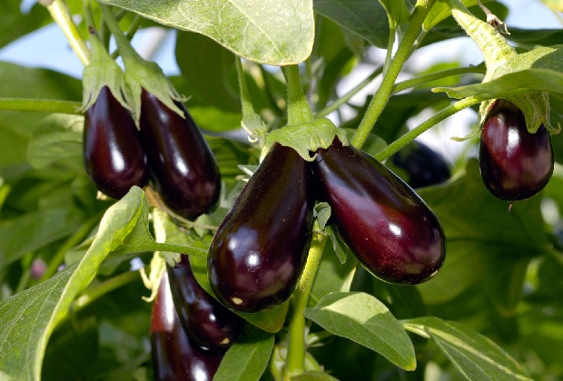 Удобрение баклажан йодом