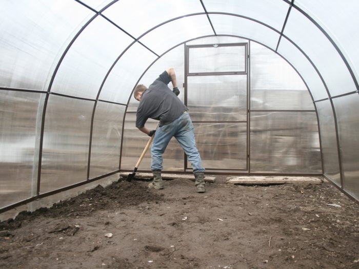 Preparation of beds in a greenhouse for pepper
