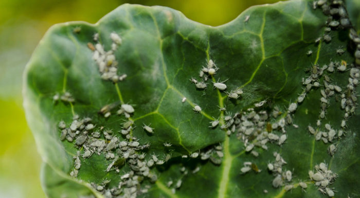 How to deal with aphids on cabbage seedlings?
