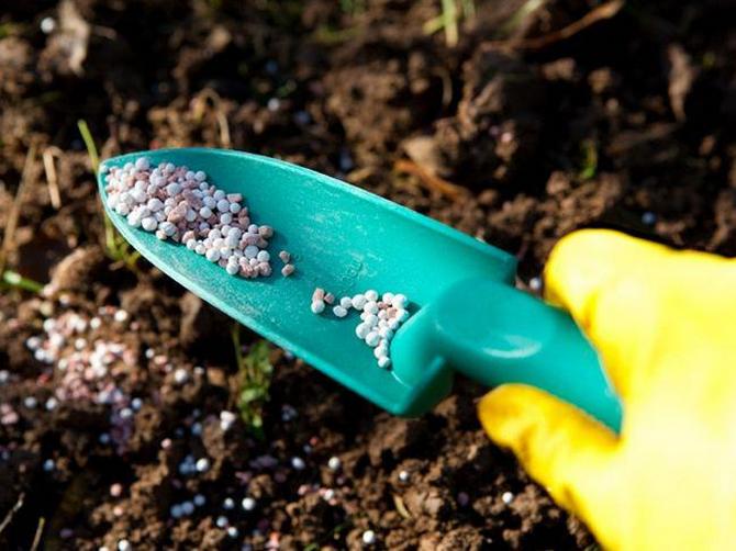 Подкормка баклажан