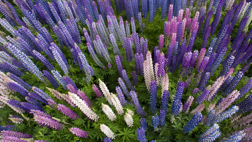 What flowers to sow on seedlings and plant in the ground in December?