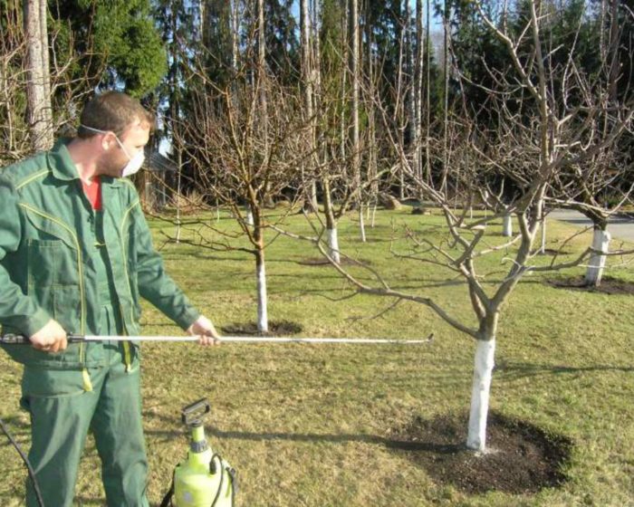 Drugs for spraying fruit trees