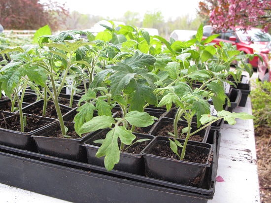 Cooling seedlings