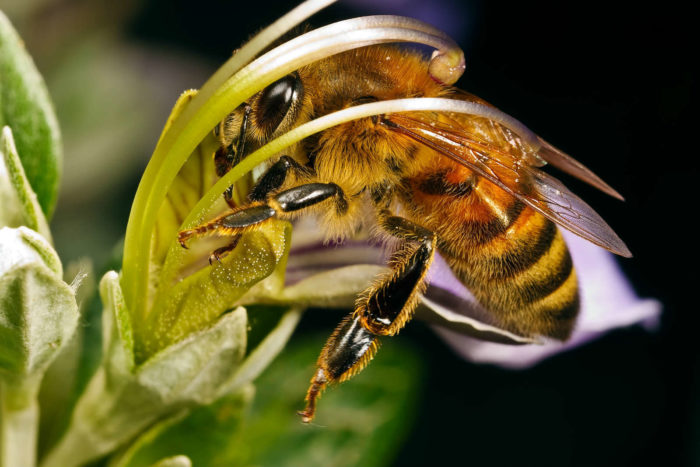 Пчелиная пыльца при онкологии