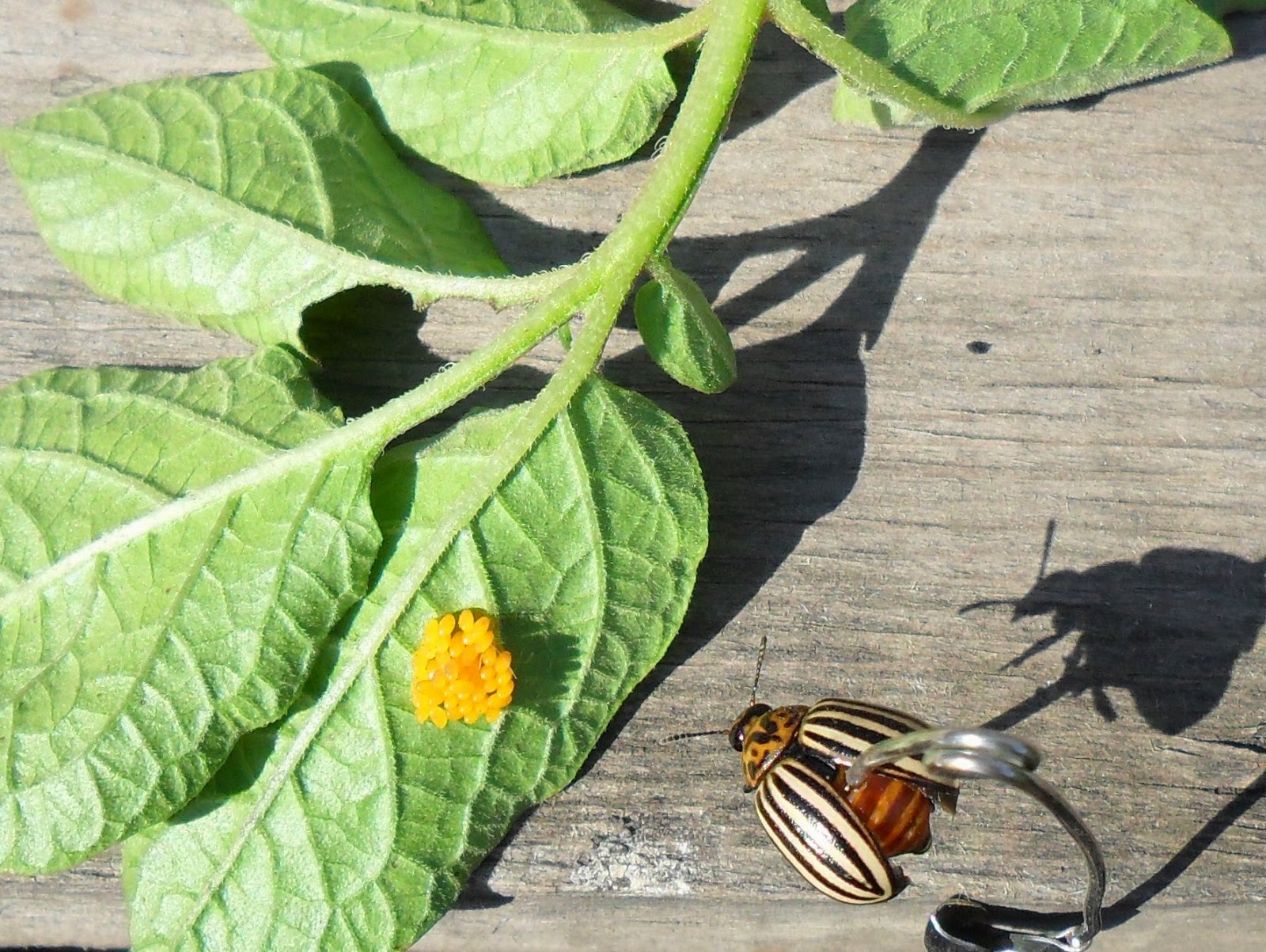 Естественные враги и отпугиватели колорадского жука: растения, цветы, птицы