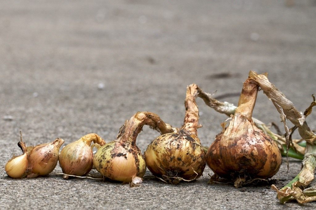 Как избавиться от колорадского жука народными средствами