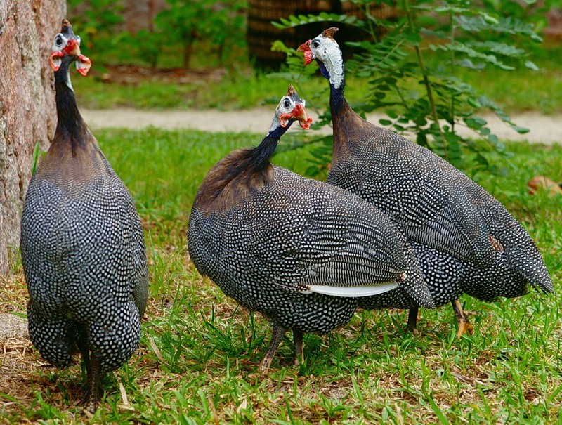 Едят ли цесарки колорадских жуков?