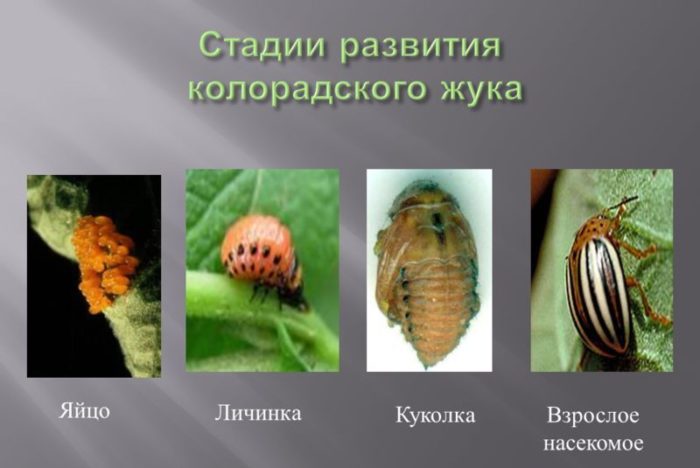 Фото колорадского жука, стадии развития