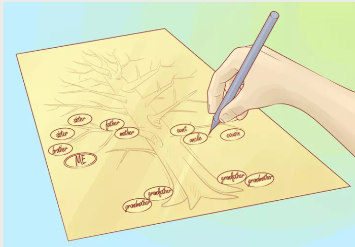 Как нарисовать генеалогическое дерево своей семьи карандашом поэтапно: вписывание родственников