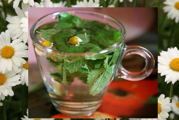 la manzanilla y la menta insisten en una taza con agua caliente