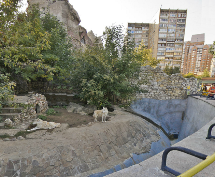 Полярные волки в Московском зоопарке