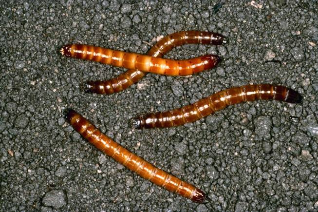 calendar-pest-supplies-05-wireworms